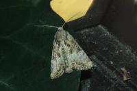 Mesoligia furuncula