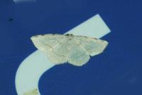 Stegania trimaculata
