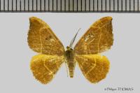 Watsonalla binaria