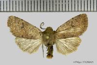 Orthosia cruda