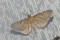 Eupithecia