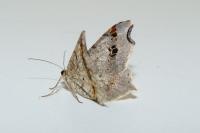 Macaria alternata