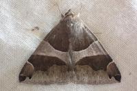 Dysgonia algira
