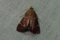 Hypsopygia rubidalis