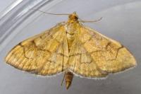 Anania verbascalis