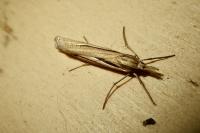 Ancylolomia