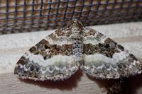 Epirrhoe alternata