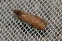 Nomophila noctuella