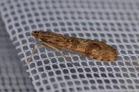Nomophila noctuella