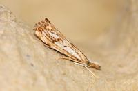 Catoptria falsella