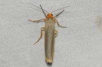 Manulea complana