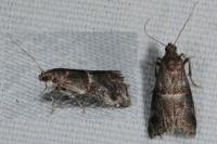 Acrobasis marmorea