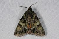 Polyphaenis sericata