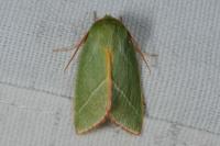 Pseudoips prasinanus