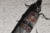 Nephopterix angustella