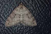 Thera cognata