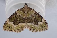 Colostygia olivata
