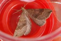 Scotopteryx chenopodiata