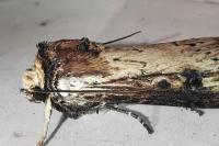 Axylia putris