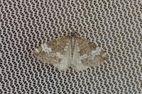 Perizoma alchemillata