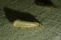 Agriphila straminella