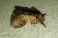 Notodonta ziczac