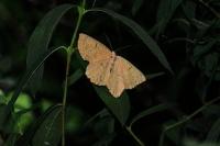 Angerona prunaria