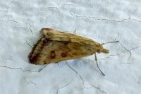 Pyrausta despicata
