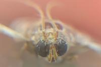 Acrobasis fallouella