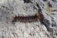 Lymantria dispar