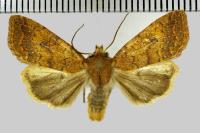 Sunira circellaris