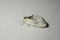 Cilix