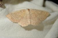 Cyclophora ruficiliaria
