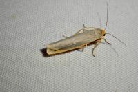 Manulea complana