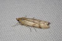 Homoeosoma sinuella