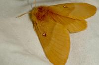 Lasiocampa quercus quercus