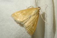 Sitochroa verticalis