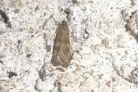 Nomophila noctuella