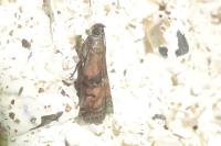 Rhodophaea formosa