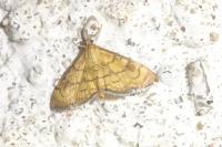 Anania verbascalis