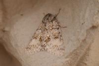 Acronicta megacephala