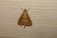 Ostrinia nubilalis