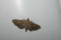Gymnoscelis rufifasciata