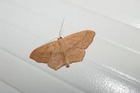 Scopula imitaria
