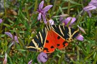Euplagia quadripunctaria