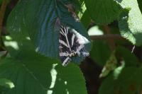 Euplagia quadripunctaria