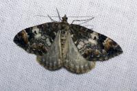 Dysstroma truncata