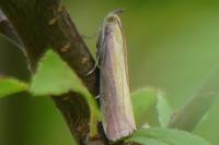 Oncocera semirubella