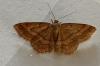 Scopula rubiginata