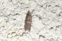 Alophia combustella